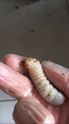 MTU larve 9gram.jpeg (40.19 KiB) 3238 keer bekeken een van de 9 gram larven