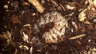 IMG-20180330-WA0000.jpg (108.87 KiB) 3663 keer bekeken De larf opgerold