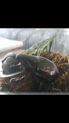 Screenshot_20180402-082636.png (294.28 KiB) 5949 keer bekeken De kevers