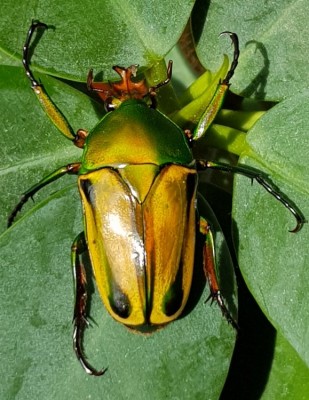 20180718_105720.jpg (110.54 KiB) 2240 keer bekeken 20180718_105720.jpg