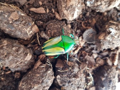 20180718_132224.jpg (123.93 KiB) 2240 keer bekeken 20180718_132224.jpg