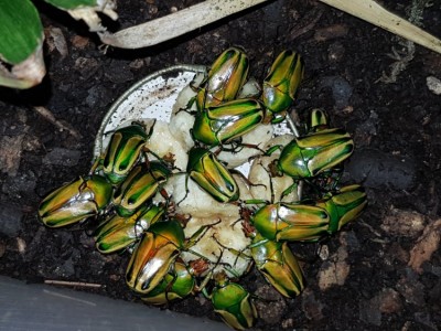 20180720_201549.jpg (125.97 KiB) 2239 keer bekeken 20180720_201549.jpg