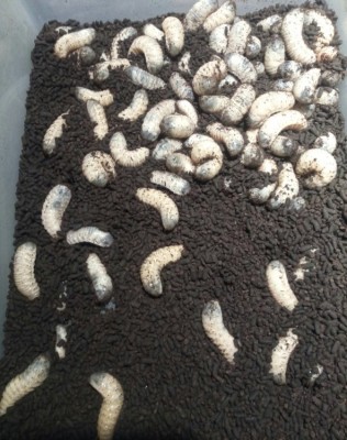 Larven van Protaetia speciosissima