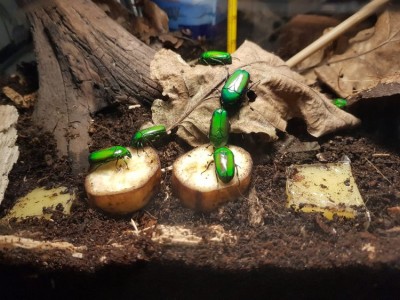 Chlorocala africana africana.jpg