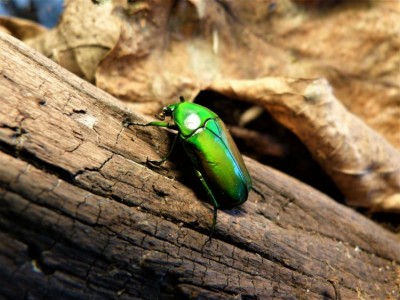 Chlorocala africana africana 2.jpg