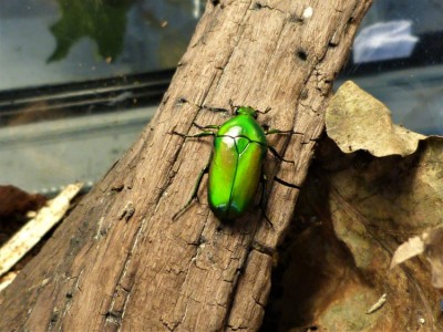 Chlorocala africana africana 1.jpg