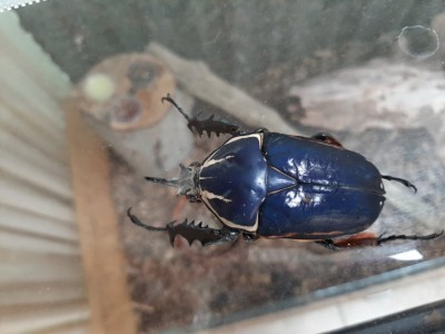 20190531_130859.jpg (135.83 KiB) 4356 keer bekeken Hij heeft een zwarte kop zoals je kunt zien...