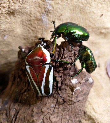 Dicronorhina 2.jpg