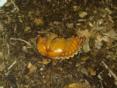 Xylotupes