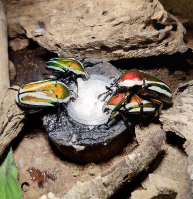 Dicronorhina-derbyana.jpg