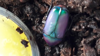 20190802_105828.jpg (82.74 KiB) 1875 keer bekeken 20190802_105828.jpg