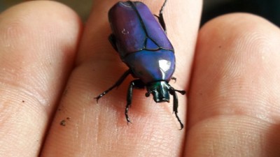 20190803_145019.jpg (71.07 KiB) 1827 keer bekeken 20190803_145019.jpg