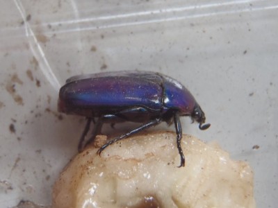 P8060004 (2).JPG (79.25 KiB) 1812 keer bekeken P8060004 (2).JPG