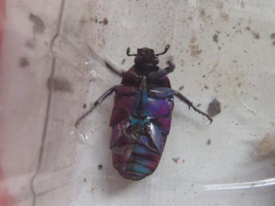 P8060001 (2).JPG (89.14 KiB) 1801 keer bekeken P8060001 (2).JPG