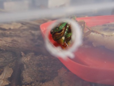 P8060001 (3).JPG (69.92 KiB) 760 keer bekeken P8060001 (3).JPG