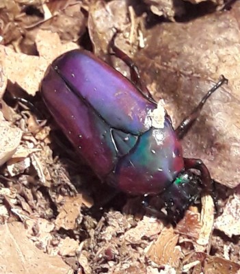 20190807_122120.jpg (114.77 KiB) 1791 keer bekeken 20190807_122120.jpg