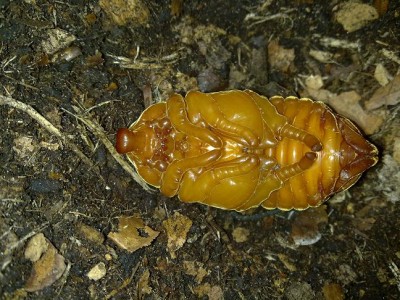 Xylotrupes