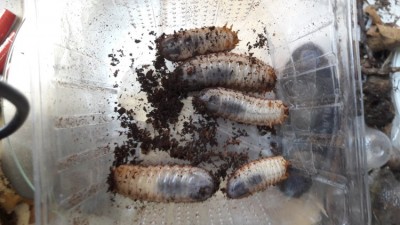 20191029_130654.jpg (109.43 KiB) 454 keer bekeken 20191029_130654.jpg