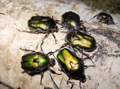 Protaetia cuprea obscura