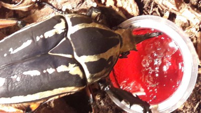 20191129_211740.jpg (113.25 KiB) 459 keer bekeken 20191129_211740.jpg