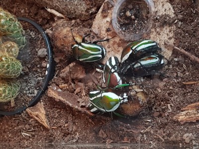 20190718_165133.jpg (204.01 KiB) 17084 keer bekeken Dicronorrhina derbyana