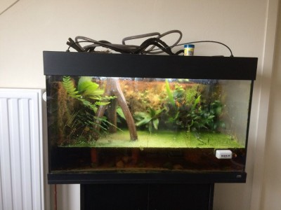 Mijn oude paludarium: orchideeën en bromelia bovenin. Zoetwatergarnalen eronder.