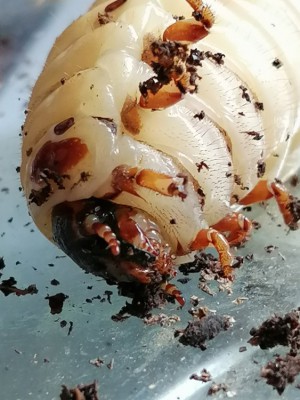 IMG_20200304_122350.jpg (139.06 KiB) 490 keer bekeken IMG_20200304_122350.jpg