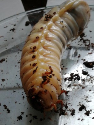 IMG_20200304_122357.jpg (111.61 KiB) 561 keer bekeken IMG_20200304_122357.jpg