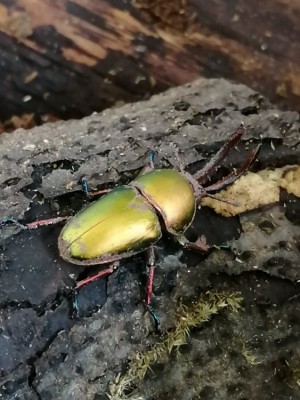 IMG_20200312_121300.jpg (142.36 KiB) 896 keer bekeken IMG_20200312_121300.jpg