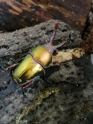 IMG_20200312_121330.jpg (139.91 KiB) 896 keer bekeken IMG_20200312_121330.jpg