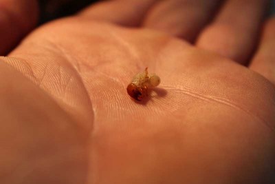 het larfje op mijn hand
