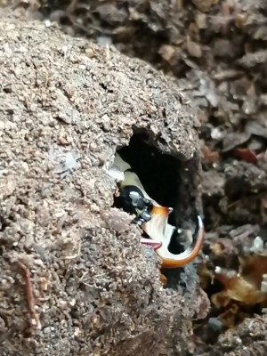 IMG_20200316_090858.jpg (167.1 KiB) 838 keer bekeken IMG_20200316_090858.jpg