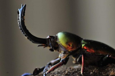 FB_IMG_1586177768619.jpg (37.3 KiB) 1101 keer bekeken FB_IMG_1586177768619.jpg