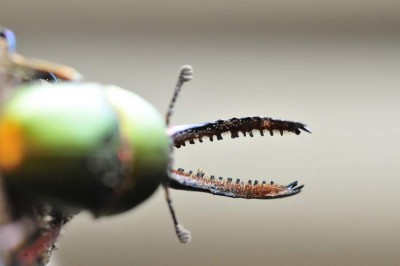 FB_IMG_1586177773872.jpg (29.53 KiB) 924 keer bekeken FB_IMG_1586177773872.jpg