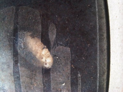 IMG00547-20110510-1728.jpg