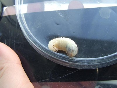 DSCF4543 - kopie.JPG