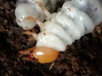 IMG_20200609_095740.jpg (74.8 KiB) 1259 keer bekeken IMG_20200609_095740.jpg