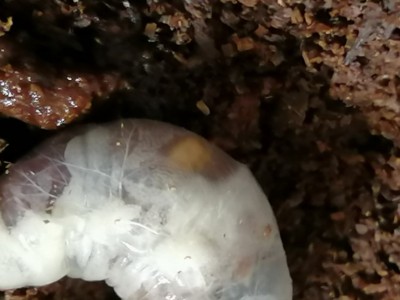 IMG_20200609_095746.jpg (85.19 KiB) 1259 keer bekeken Female