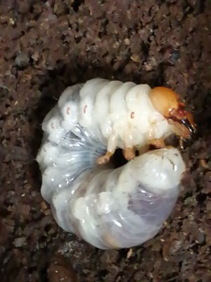 IMG_20200609_095731.jpg (104.45 KiB) 1251 keer bekeken IMG_20200609_095731.jpg