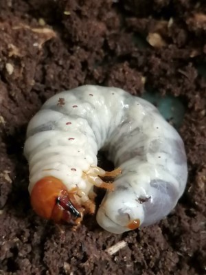 IMG_20200706_115747.jpg (100.69 KiB) 1056 keer bekeken IMG_20200706_115747.jpg