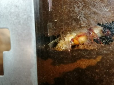 IMG_20200714_141821.jpg (99.64 KiB) 1842 keer bekeken IMG_20200714_141821.jpg