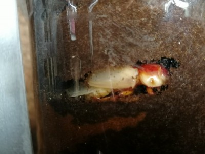 IMG_20200714_141854.jpg (94.6 KiB) 1856 keer bekeken IMG_20200714_141854.jpg