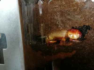 IMG_20200714_141953.jpg (91.65 KiB) 1842 keer bekeken IMG_20200714_141953.jpg