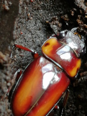 IMG_20200722_102552.jpg (136.46 KiB) 1811 keer bekeken IMG_20200722_102552.jpg