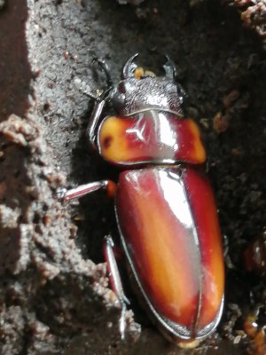 IMG_20200722_102619.jpg (118.08 KiB) 1810 keer bekeken IMG_20200722_102619.jpg