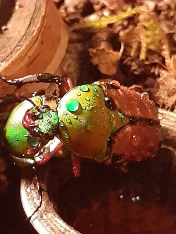 eudicella aethiopica1.jpg