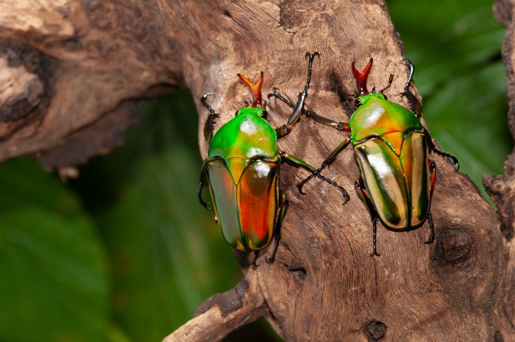 Eudicella morgani.jpg