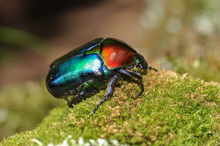 Cetonischema_speciosa_jousselini2014_06_23_013.jpg