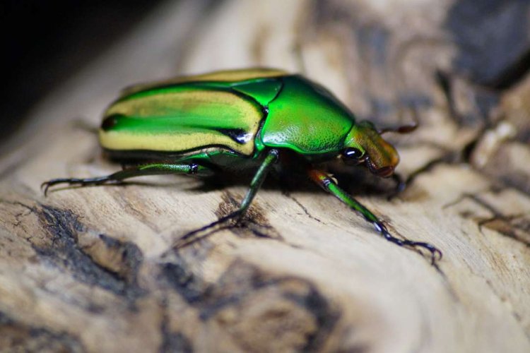 Eudicella hornimanni beetle.jpg