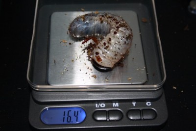 L3 1.5cm hoofd.JPG